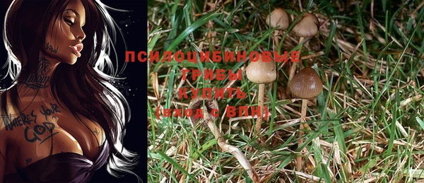 ПСИЛОЦИБИНОВЫЕ ГРИБЫ Арсеньев